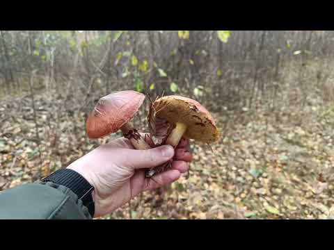 Видео: Насобирал вкусных грибов прямо на дороге