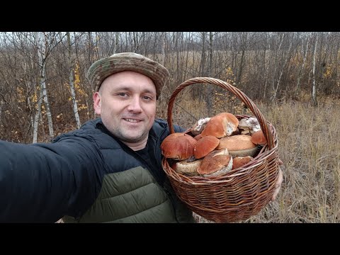 Видео: Феерично завершил грибной сезон.