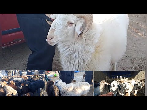 Видео: ХОРАЗМ ШОВОТ ЧОКЛИ КУЙ БОЗОРИ НАРХЛАРИ 07.11.2025 #нархлари#хоразмкуйбозори#шовотбозори