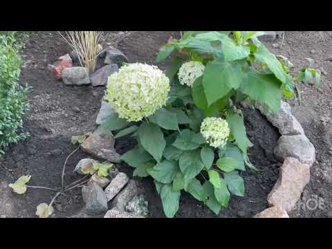 Видео: Нові рослинки🌾Новий квітник🪴Що придбала в садовому розпліднику