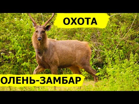 Видео: Охота на оленей-замбаров. В поисках охотничьих трофеев. (Охотник и рыболов)