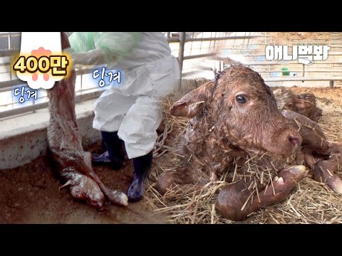 Видео: Святая .. корова, которая родила близнецов по чудесному случаю