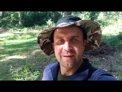 Видео: Швидкий збір грибів! Ворохта 2023.