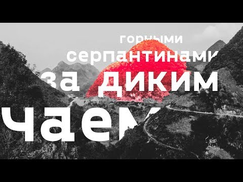 Видео: Дикий чай провинции Гуанси. Нашли никому не нужные древние деревья!