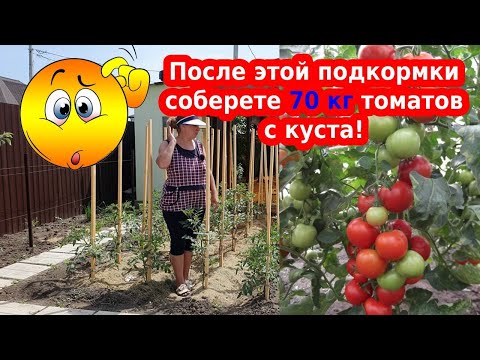 Видео: Натуральные подкормки для томатов. Как повысить урожай помидор