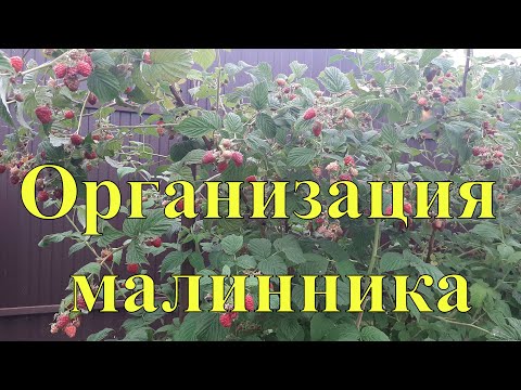 Видео: Организация малинника.