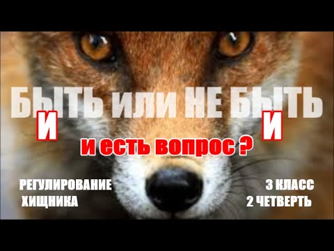 Видео: Регулирование численности лис. ОТОМСТИМ за КОЛОБКА!