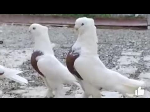 Видео: Андижанский Високолетные Голуби