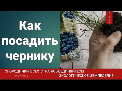 Видео: Как правильно посадить саженец черники