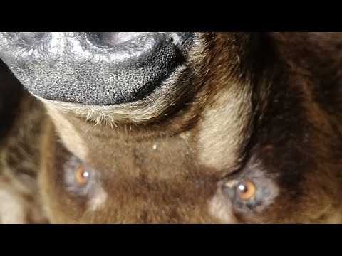 Видео: Охота на медведя. 2025 г. 