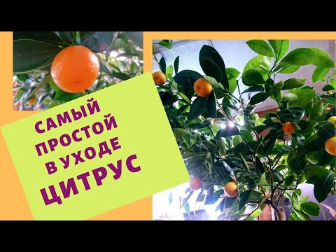 Видео: Цитрус Каламондин/Цитрофортунелла Мой опыт выращивания