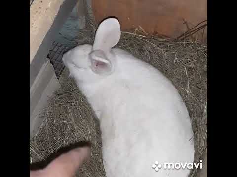 Видео: КЛЕТКА С МАТОЧНИКОМ ДЛЯ КРОЛИКОВ.