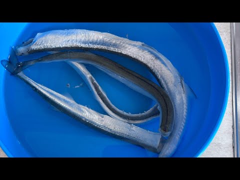 Видео: Риболов на Зарган на моста в Бургас!2 Дена!