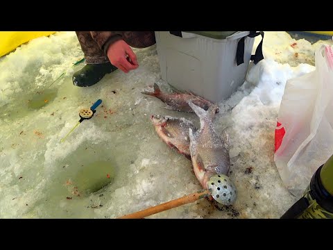 Видео: Ловля леща зимой на ведьму. Руза.
