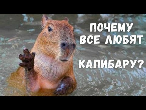 Видео: Почему все любят капибару?