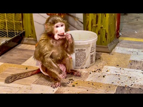 Видео: ОБХОХОЧЕШЬСЯ! Анфиса помогает мне кормить попугаев и заодно ПОКОРМИЛА СЕБЯ!))