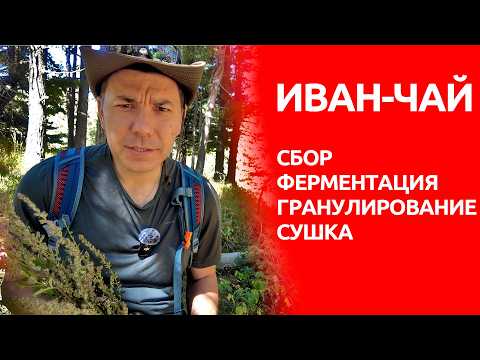 Видео: Иван-чай - весь цикл приготовления и ферментации.