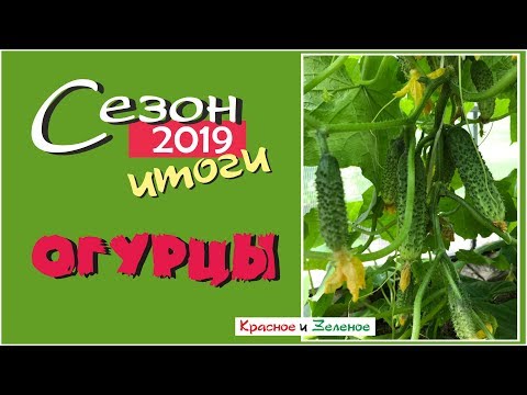 Видео: Сорта огурцов для теплицы и открытого грунта. Сибирь. Итог сезона 2019