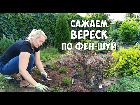 Видео: Сажаем вереск правильно в открытый грунт. Почва для вереска. Деревенские будни.