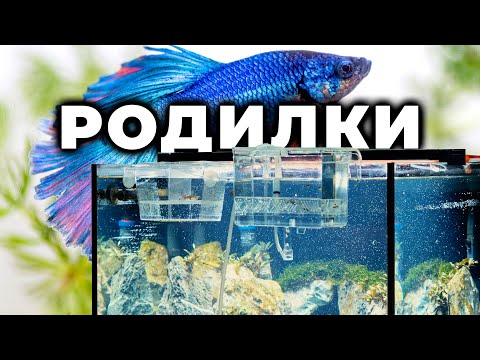 Видео: РОДИЛКИ ЗА РИБКИ | ЧАСТ 3