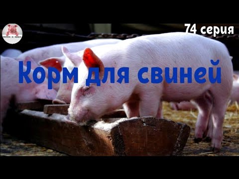 Видео: Миллион на свиньях.Чем кормить свиней.Просрочка с магазинов.Пивная дробина для корма свиней.