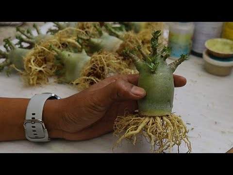 Видео: Программа «Выгрузка Adenium Root в нужное время». ( SUBTITLE ) Бонсай из розы пустыни