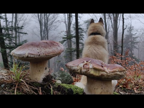 Видео: БІЛІ ГРИБИ ВЕЛЕТНІ. ЛИСТОПАД. ПІЗНІ ГРИБИ ДИКИХ КАРПАТ.