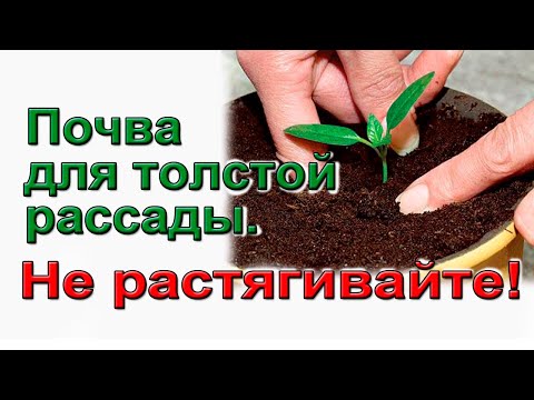 Видео: Почва для толстой рассады  Не растягивайте