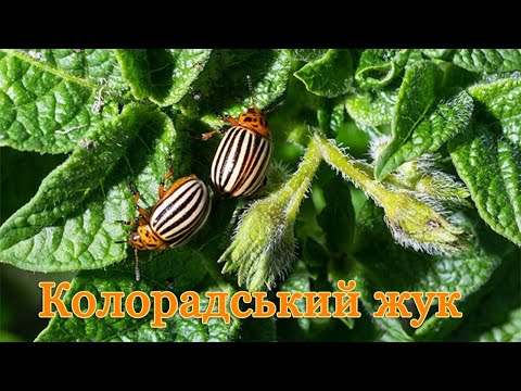 Видео: Колорадський жук (Leptinotarsa decemlineata). Цікаві факти про ворога городників