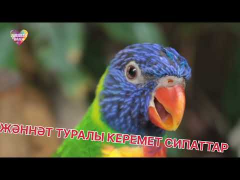 Видео: ЖӘННӘТ ТУРАЛЫ КЕРЕМЕТ СИПАТТАР | Бауыржан Әбдуәлі #уағыздар