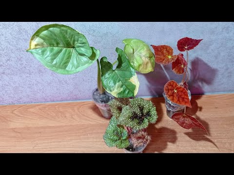 Видео: Распаковка растений 03.10.2023