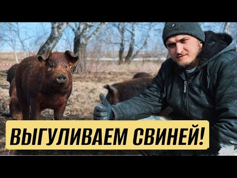 Видео: ТАК ВЫРАЩИВАТЬ СВИНЕЙ - КРАСОТАА! Март удивил!
