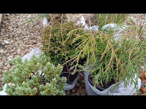 Видео: Знов зайшла в Зелену Садибу🎉 Бо час вічнозелених 🌲🌾🌸🇺🇦
