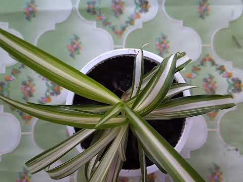 Видео: Хлорофитум. Пересадка и лечение.