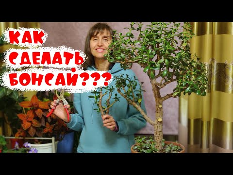 Видео: Как из денежного дерева (Крассулы) сделать прекрасный бонсай?