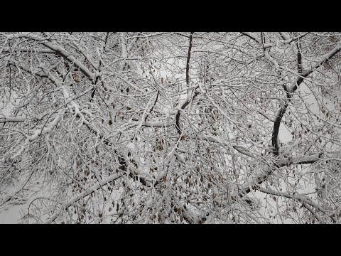 Видео: . С добрым зимним утром!