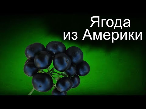 Видео: Ягода Санберри - как вырастить. Часть1.