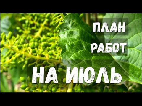 Видео: Работы на винограднике в июле