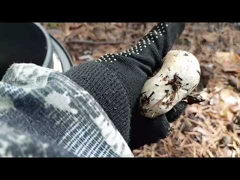 Видео: Грузди. Акколь 09.09.25