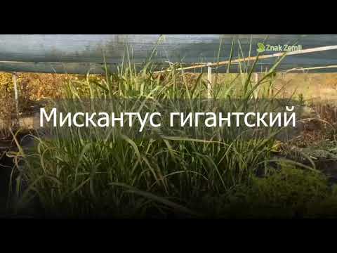 Видео: Мискантус Giganteus