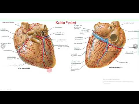 Видео: Жүректің қанмен қамтамасыз етілуі Жүрек артериялары