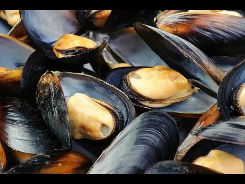 Видео: Русская Рыбалка 3.99. Мидия. Залив Александры. 2021г.