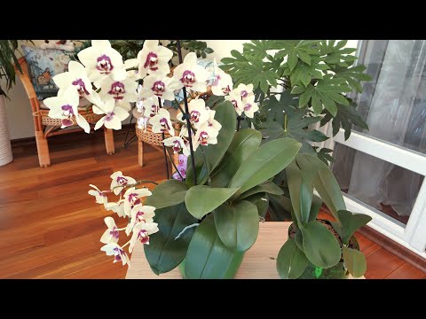 Видео: Групповая посадка орхидей - УСТОЙЧИВОЕ, СТРЕМИТЕЛЬНОЕ РАЗВИТИЕ!