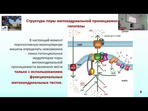 Видео: Шевцова Е.Ф. Митохондриальные и актиоксидантные механизмы нейропротекции в поиске препаратов...