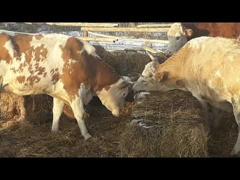Видео: Симменталы . Молочное направление. Советская и немецкая селекции отличие. КФХ Мжельская  Светлана Ив