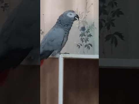 Видео: Так начинается утро и Кира все расскажет, слушайте!