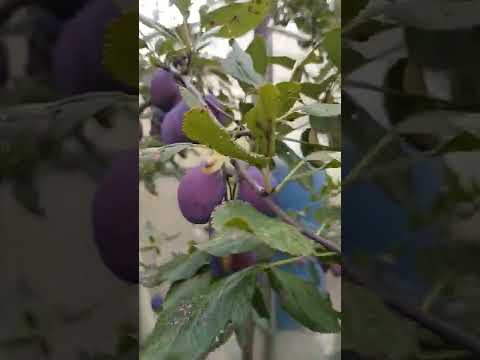 Видео: Слива Волат.