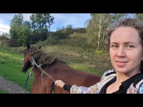 Видео: Благодатный Алтай. Отправляем посылки. У кого причёска лучше?/ Семья Фетистовых