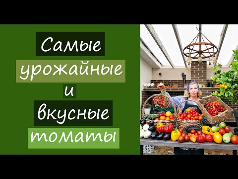 Видео: Самые урожайные и вкусные томаты
