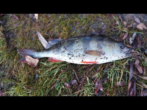 Видео: Ловимо окуня на мікроджиг.